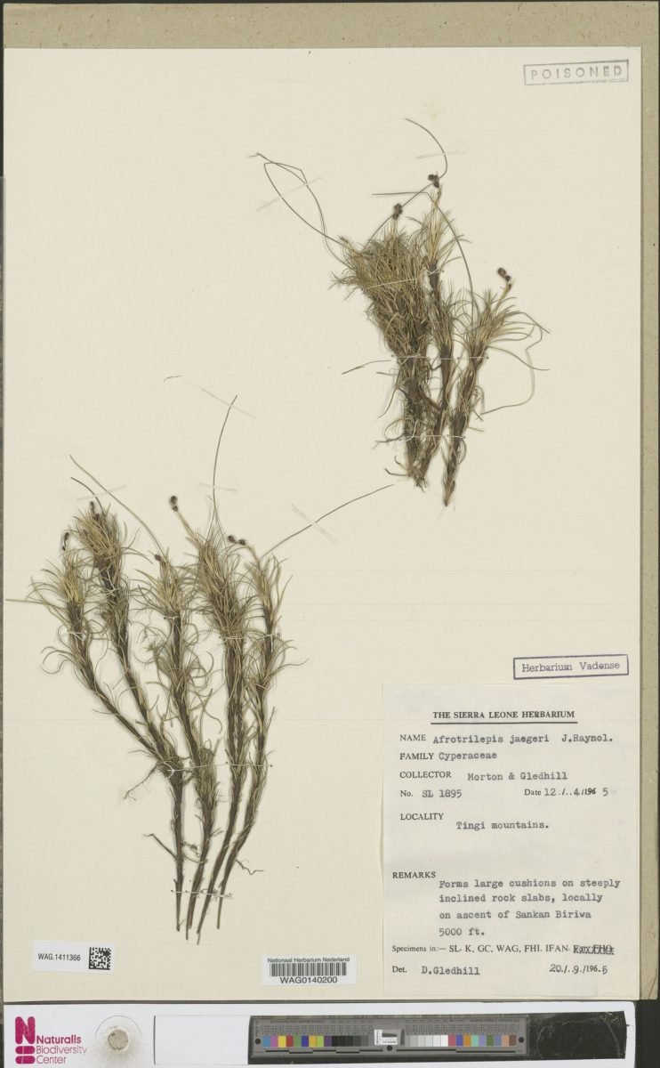 Afrotrilepis jaegeri photograph 5
