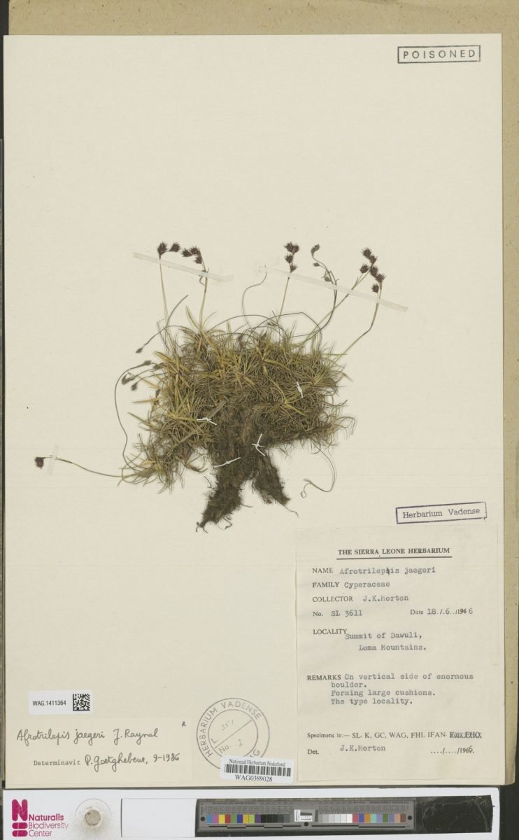 Afrotrilepis jaegeri photograph 3