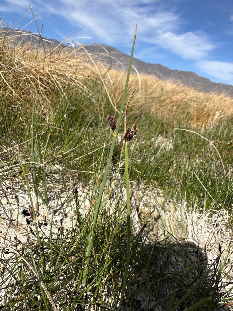 Amphiscirpus nevadensis photograph 4