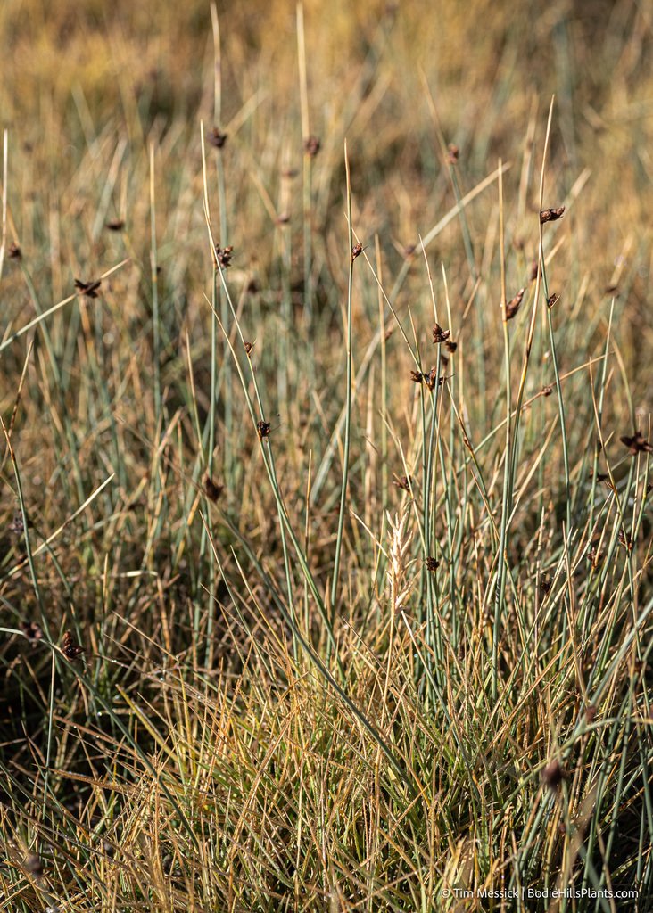 Amphiscirpus nevadensis photograph 6