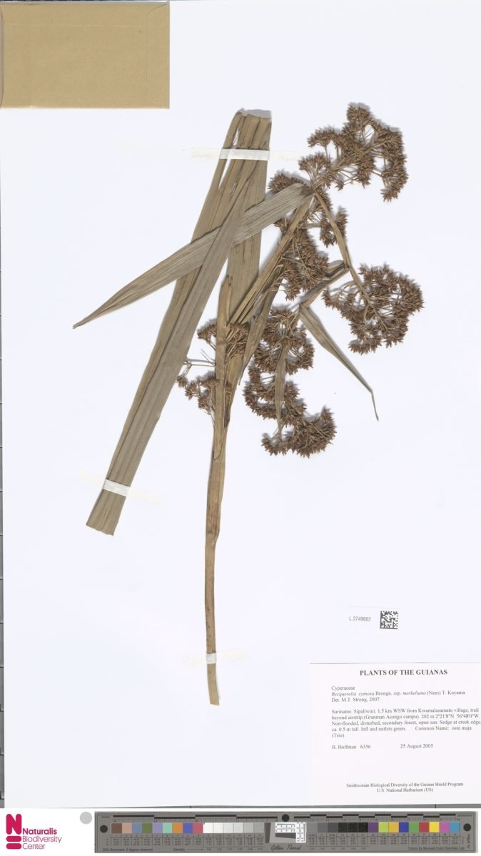 Becquerelia merkeliana photograph 3