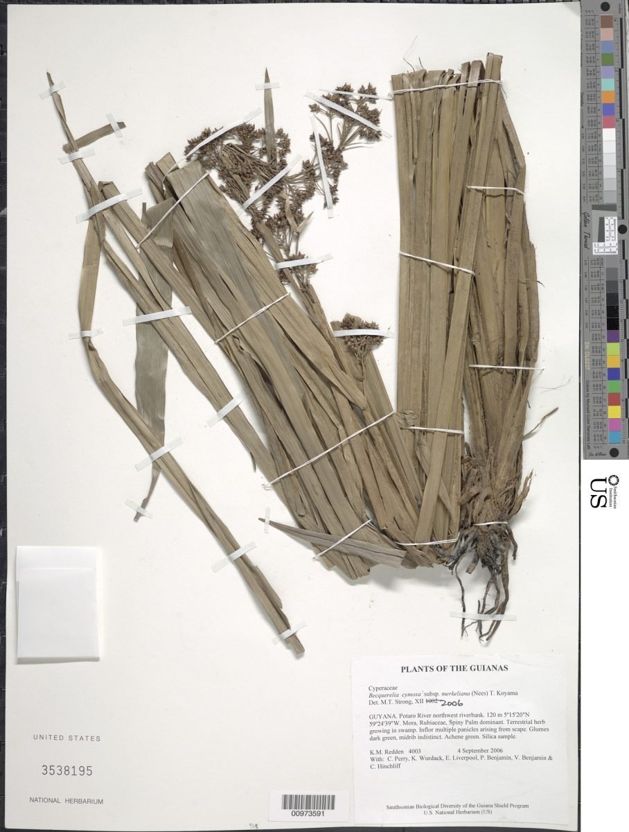 Becquerelia merkeliana