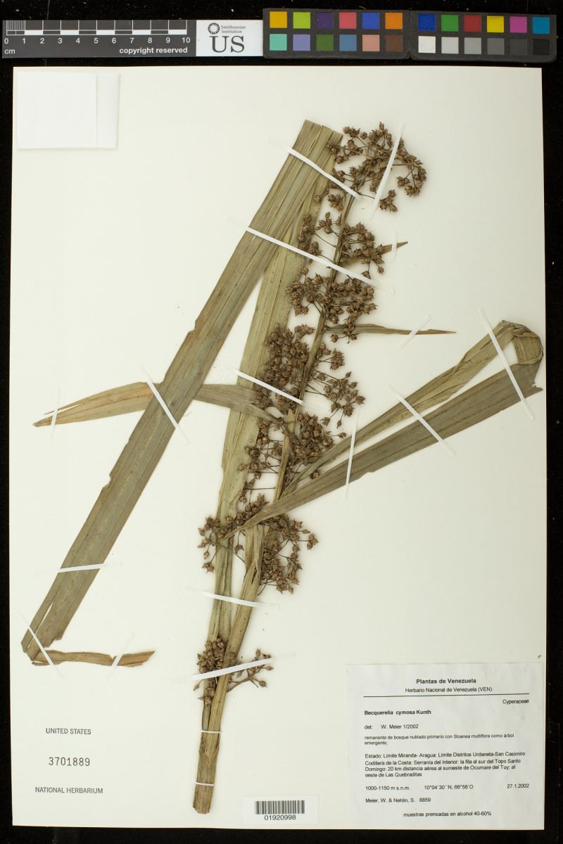 Becquerelia merkeliana photograph 4