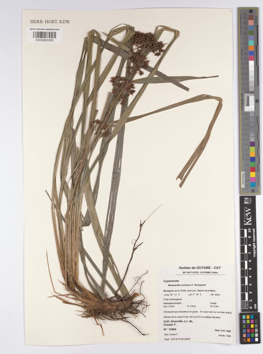 Becquerelia merkeliana photograph 6