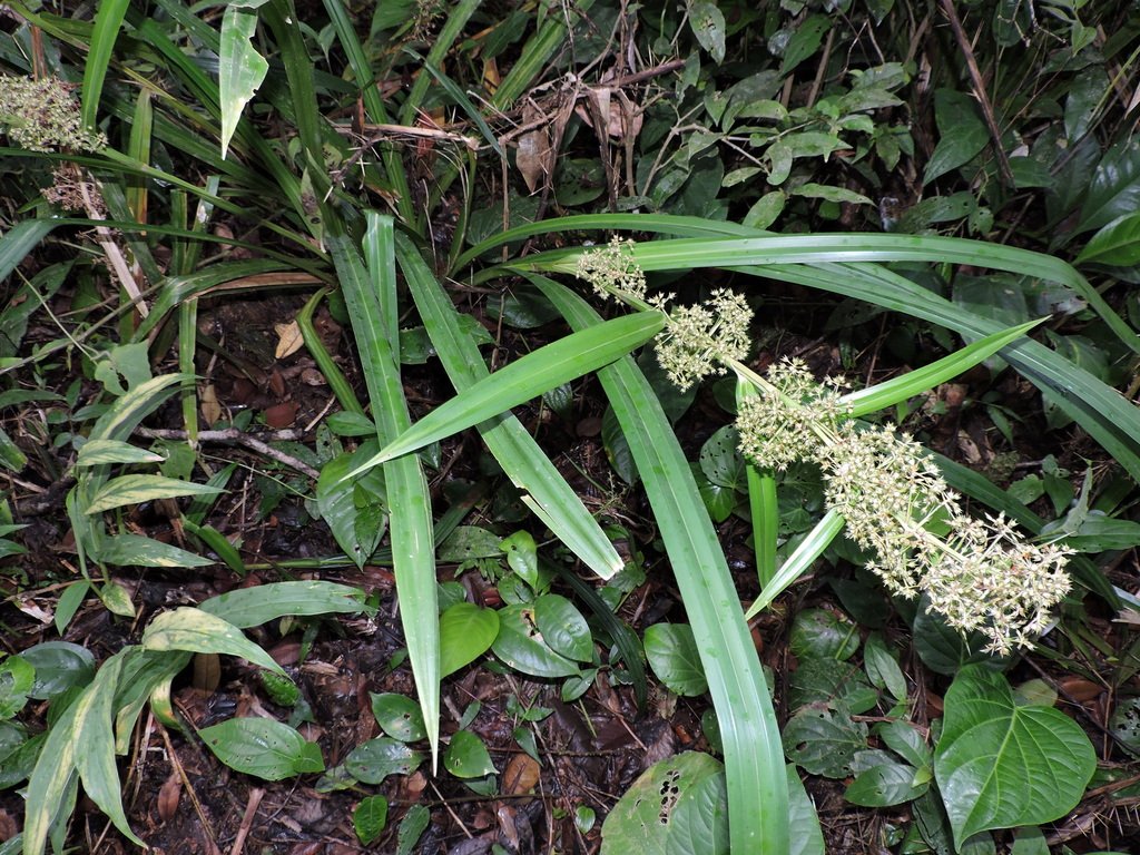 Becquerelia muricata photograph 2