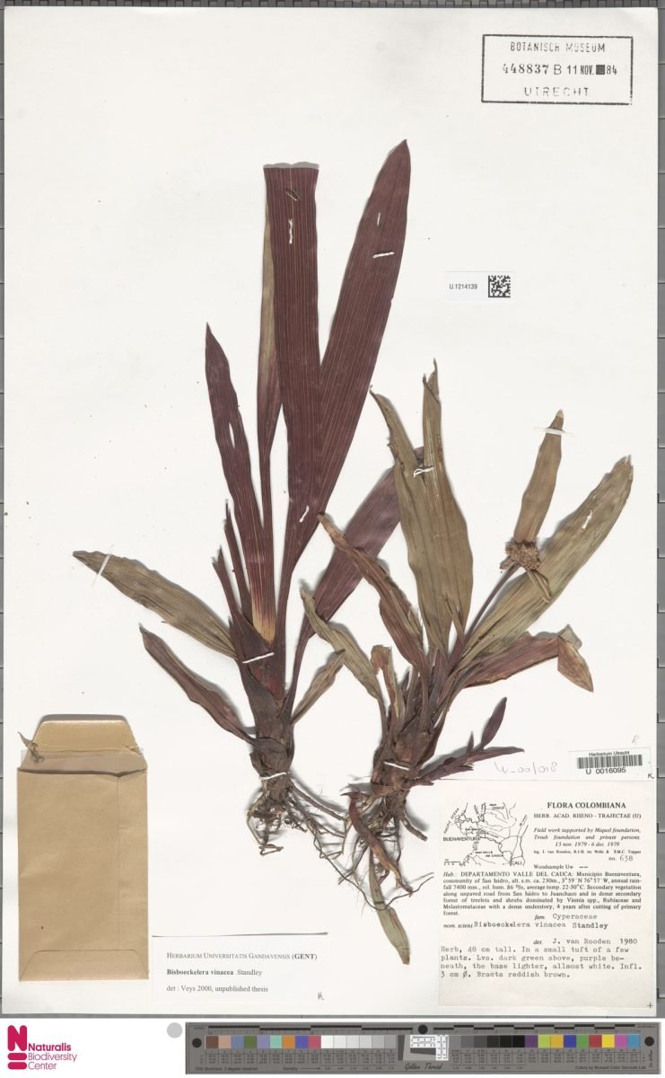 Bisboeckelera vinacea photograph 2