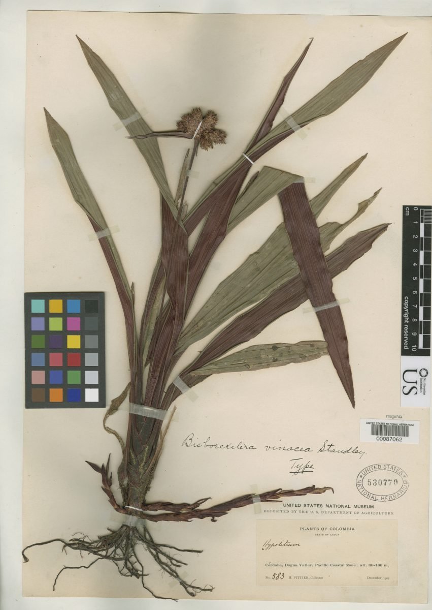 Bisboeckelera vinacea photograph 5