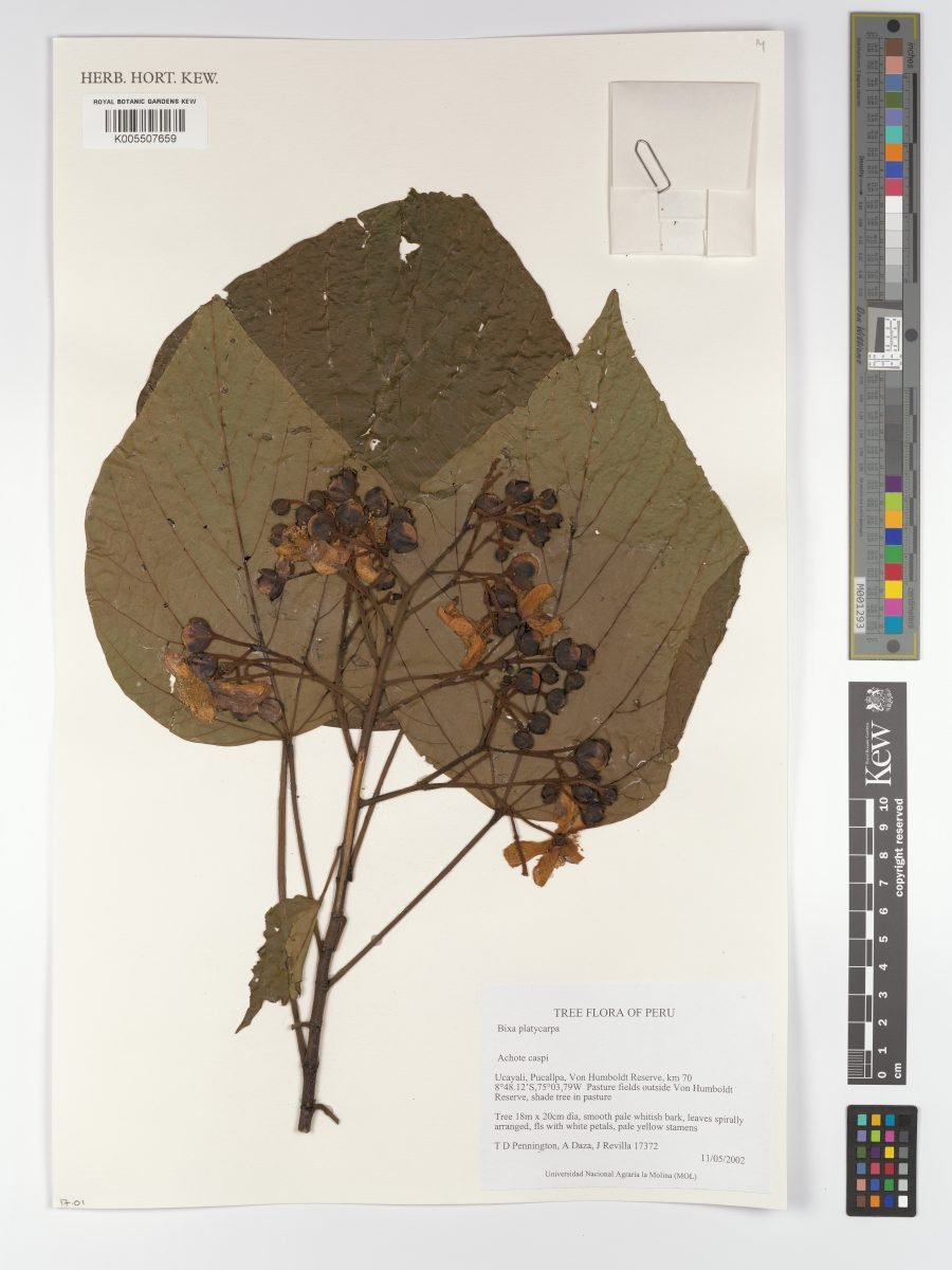 Bixa platycarpa