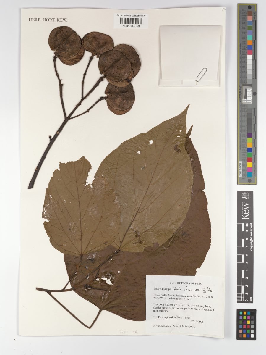 Bixa platycarpa photograph 2
