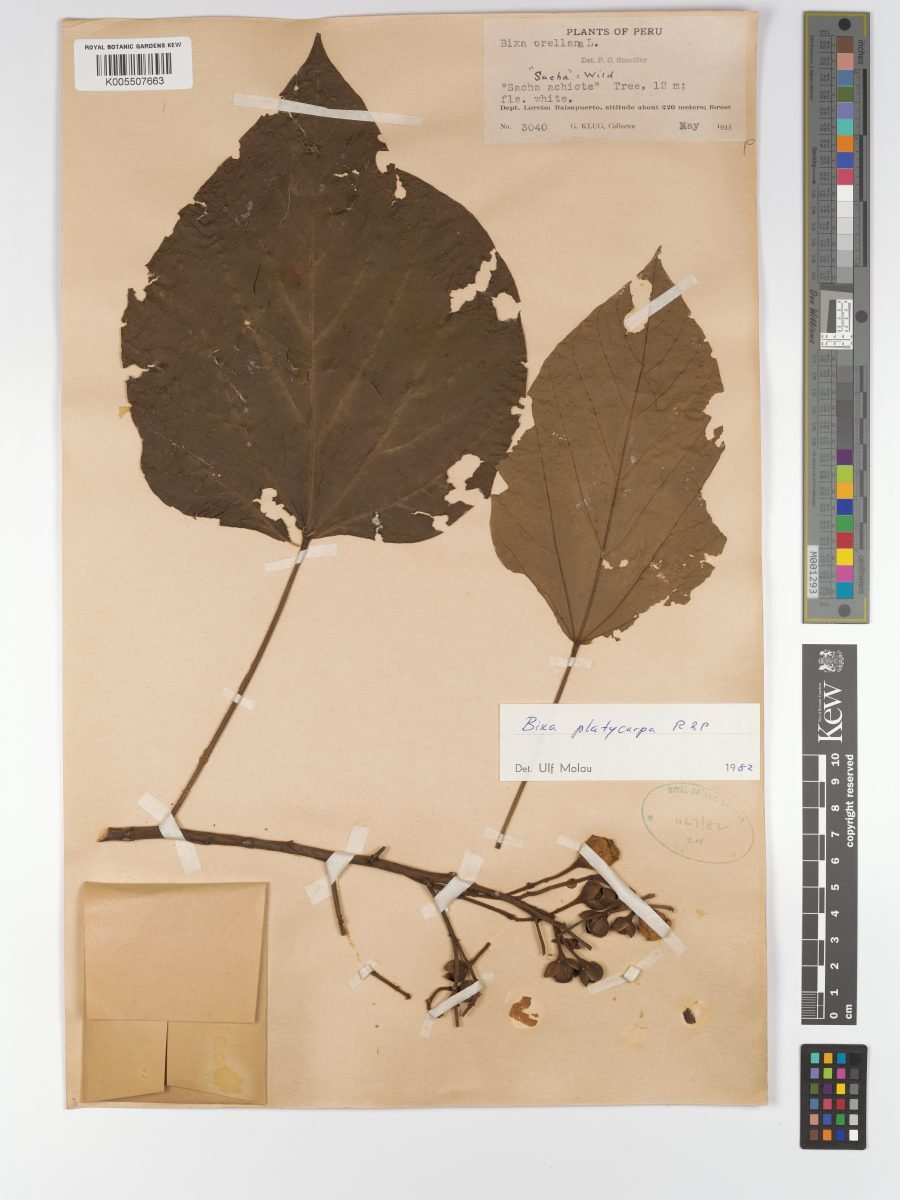 Bixa platycarpa photograph 5
