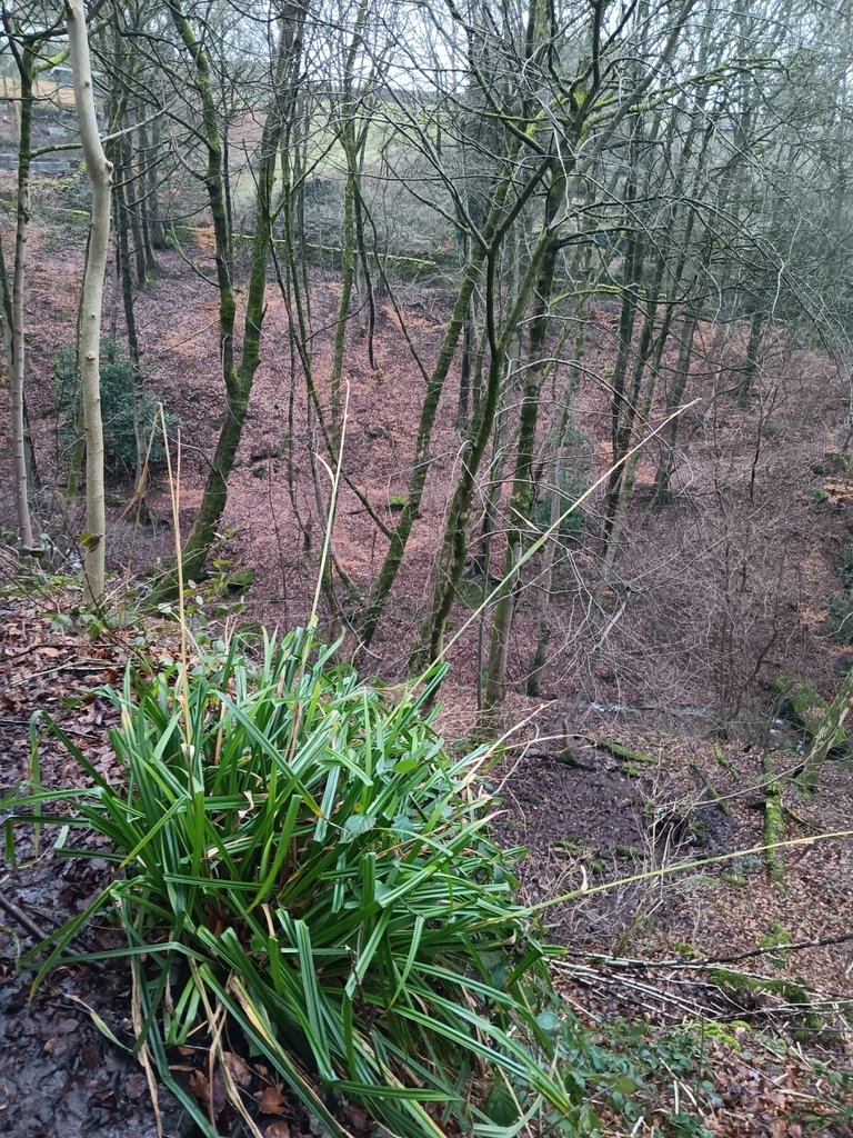 Carex pendula photograph 3