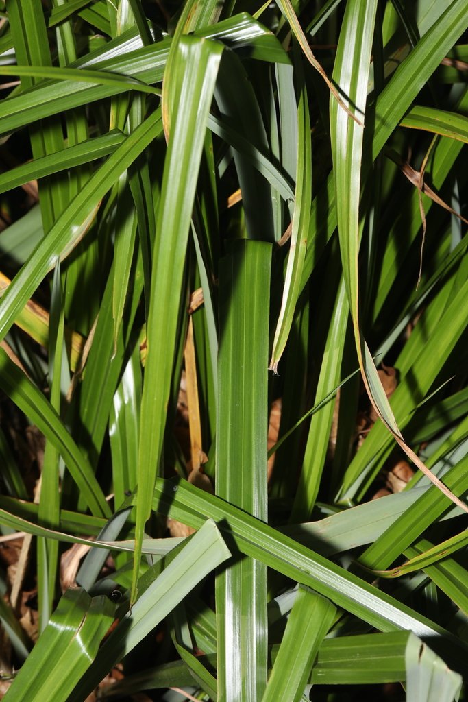 Carex pendula photograph 2