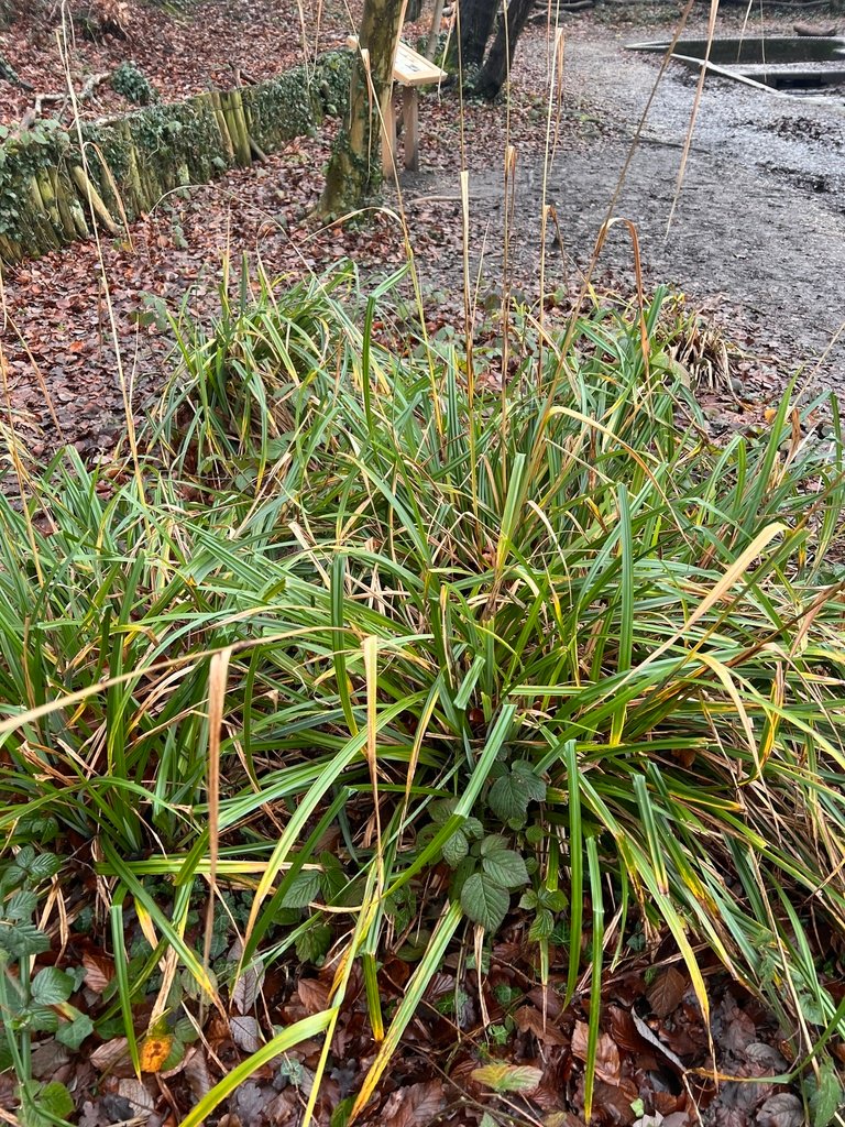 Carex pendula photograph 6