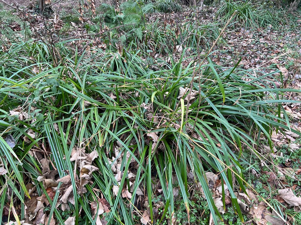 Carex pendula