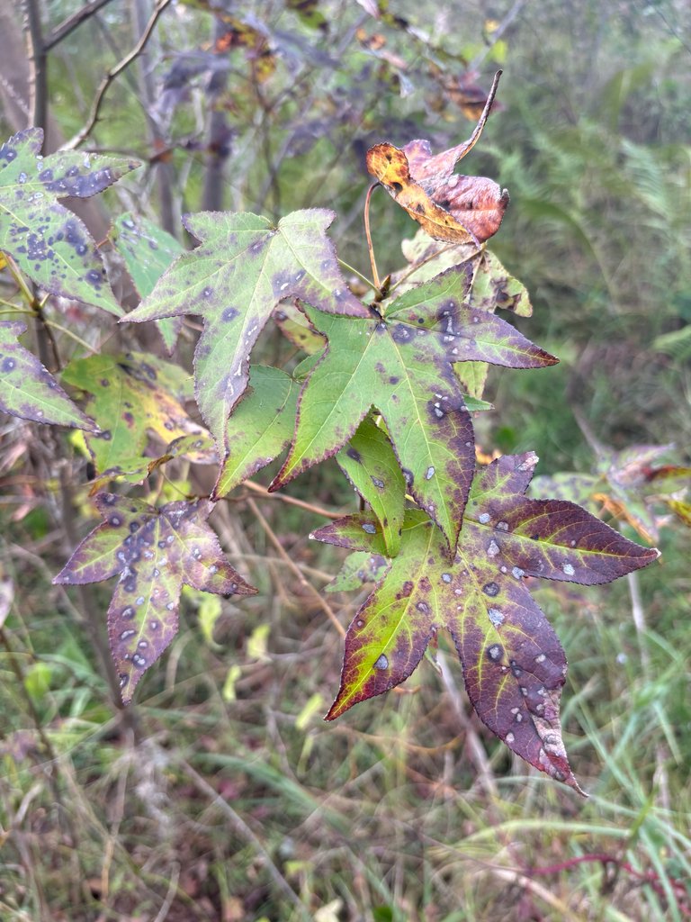Liquidambar styraciflua photograph 3