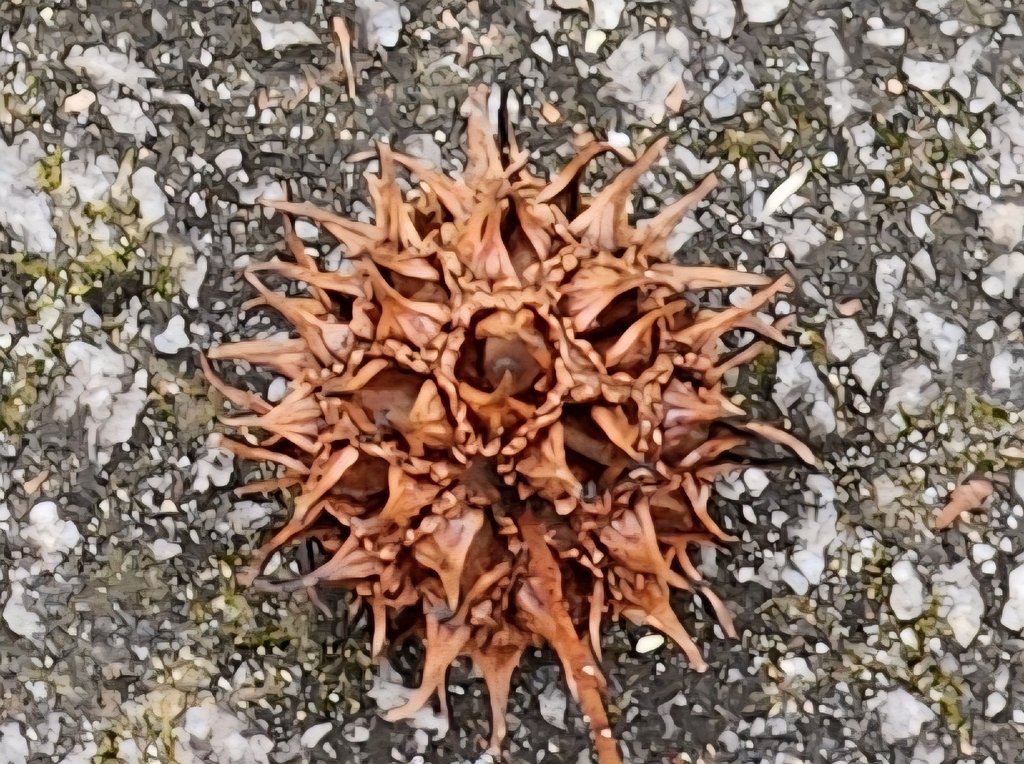 Liquidambar styraciflua photograph 6