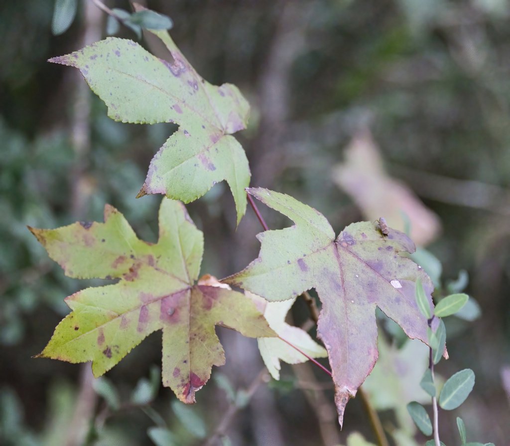 Liquidambar styraciflua photograph 2