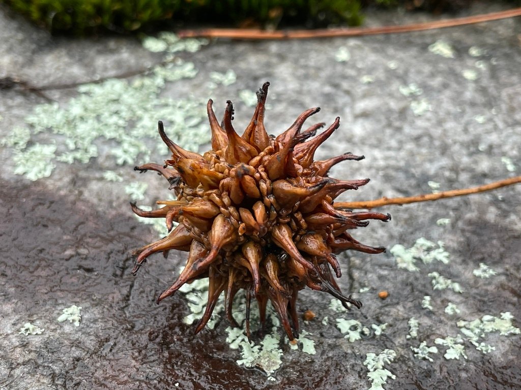 Liquidambar styraciflua