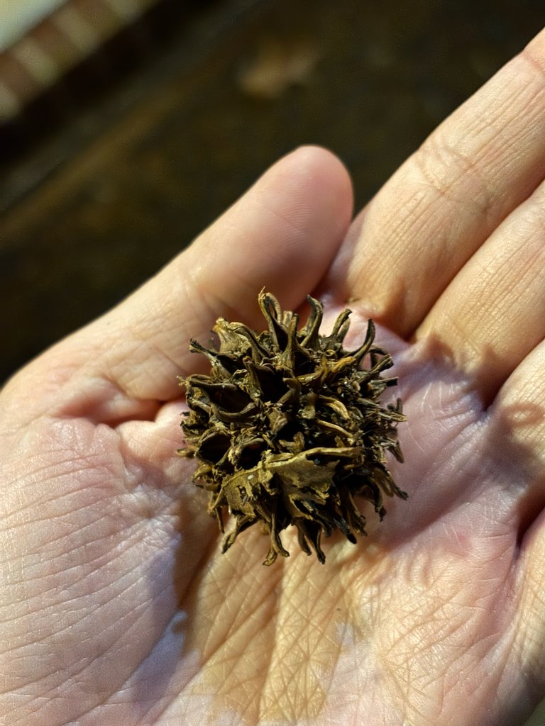 Liquidambar styraciflua photograph 4