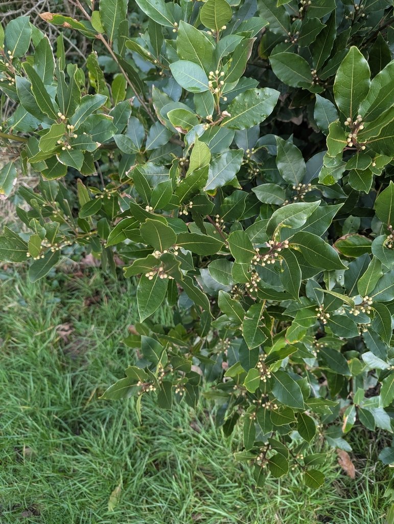 Laurus nobilis photograph 6