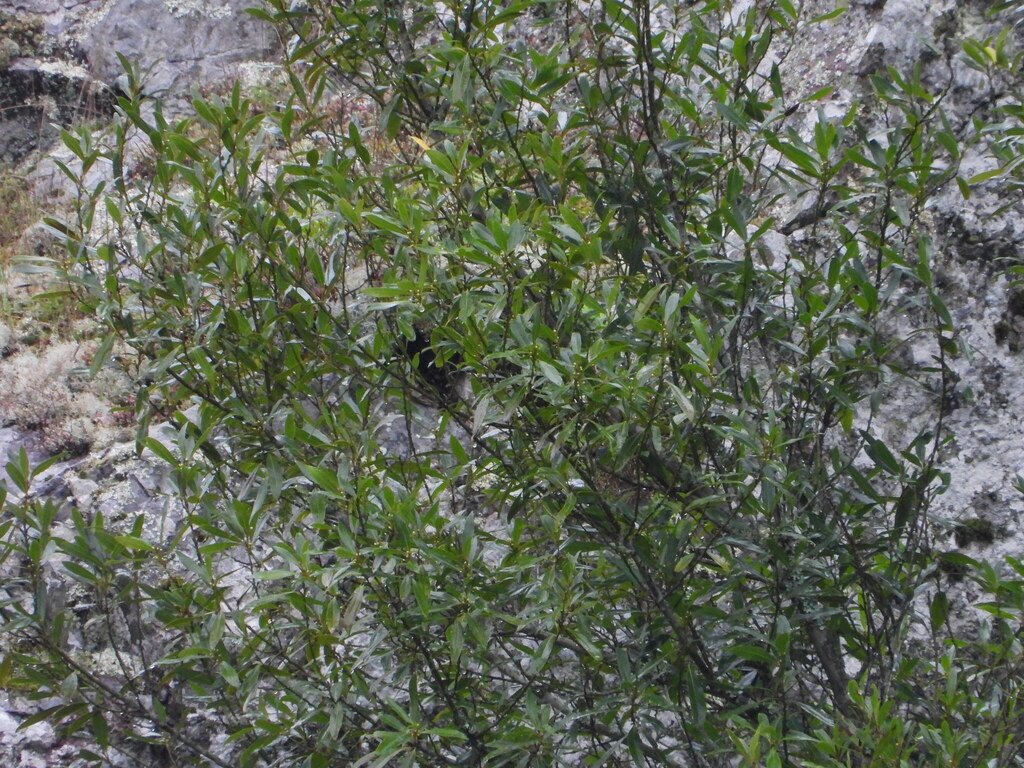 Laurus nobilis photograph 2