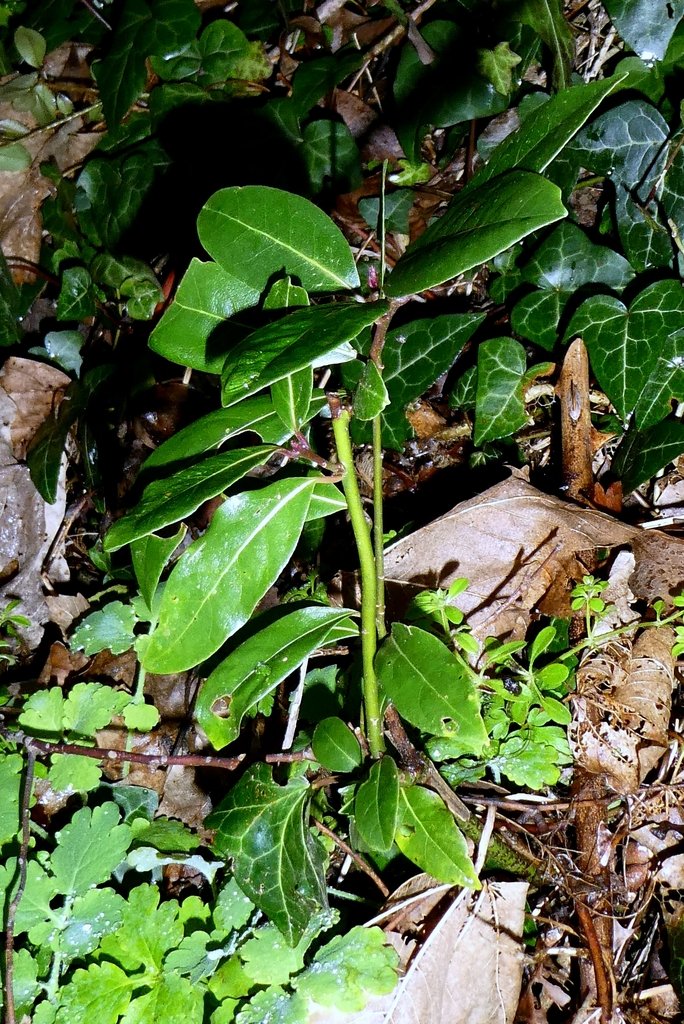 Laurus nobilis photograph 3
