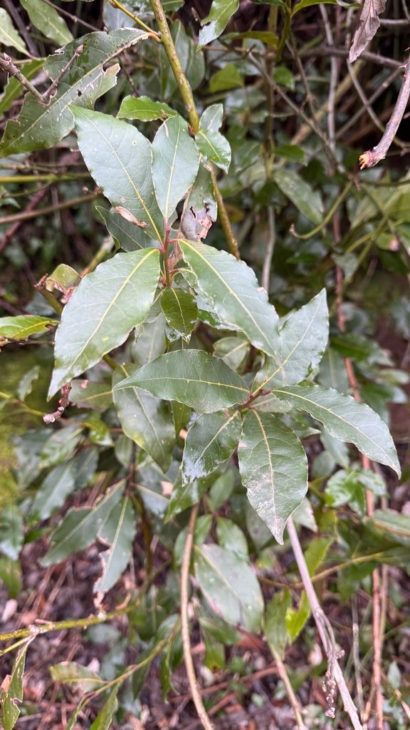 Laurus nobilis photograph 4