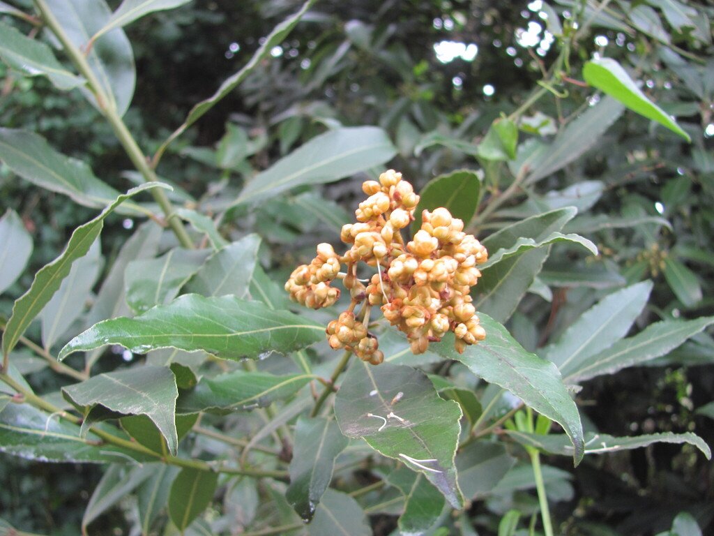 Laurus nobilis photograph 5
