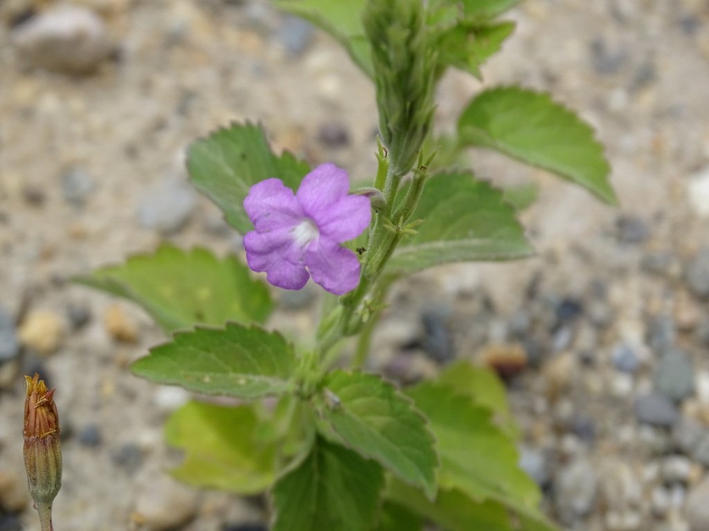 Bouchea prismatica