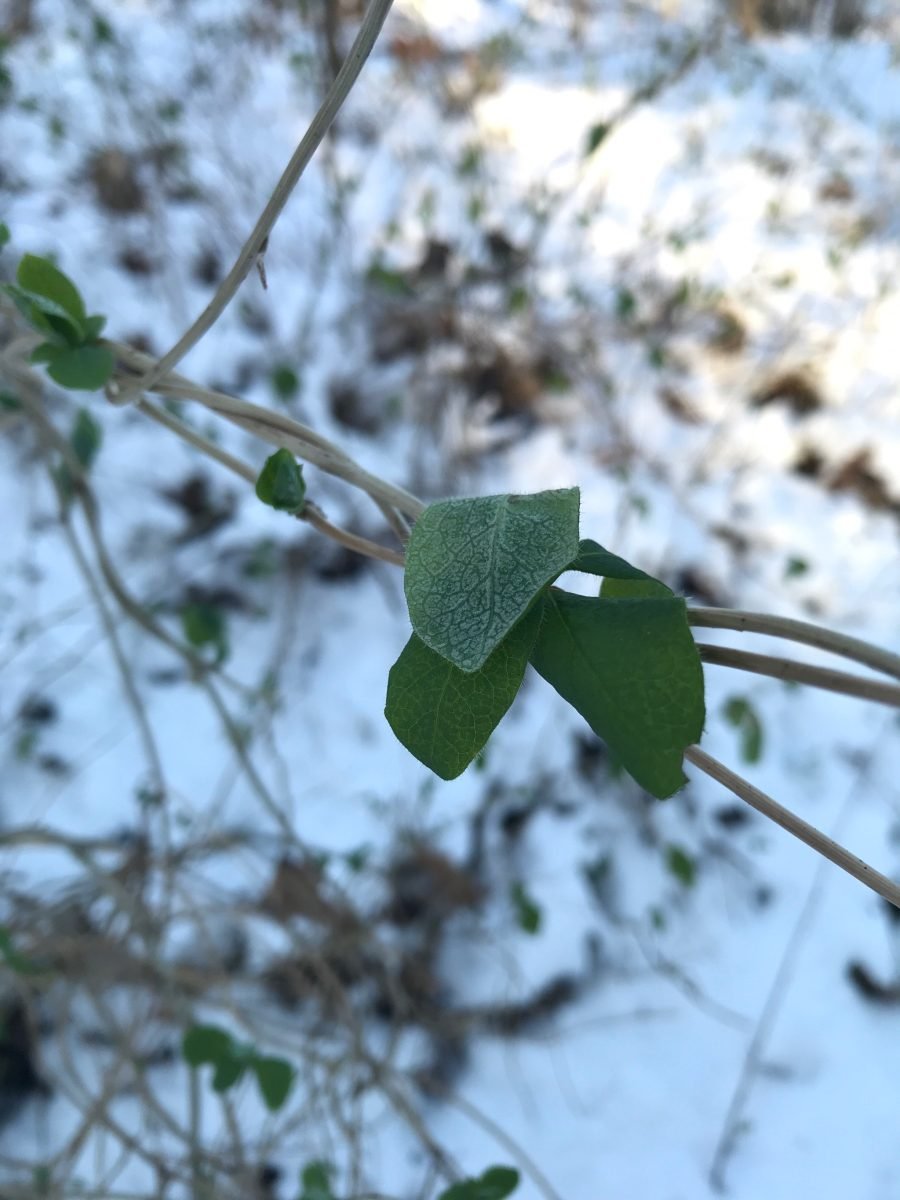 Lonicera periclymenum