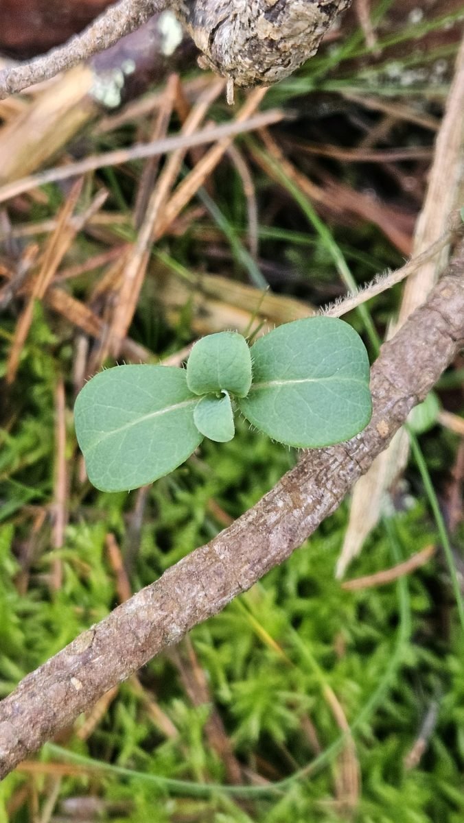Lonicera periclymenum photograph 6