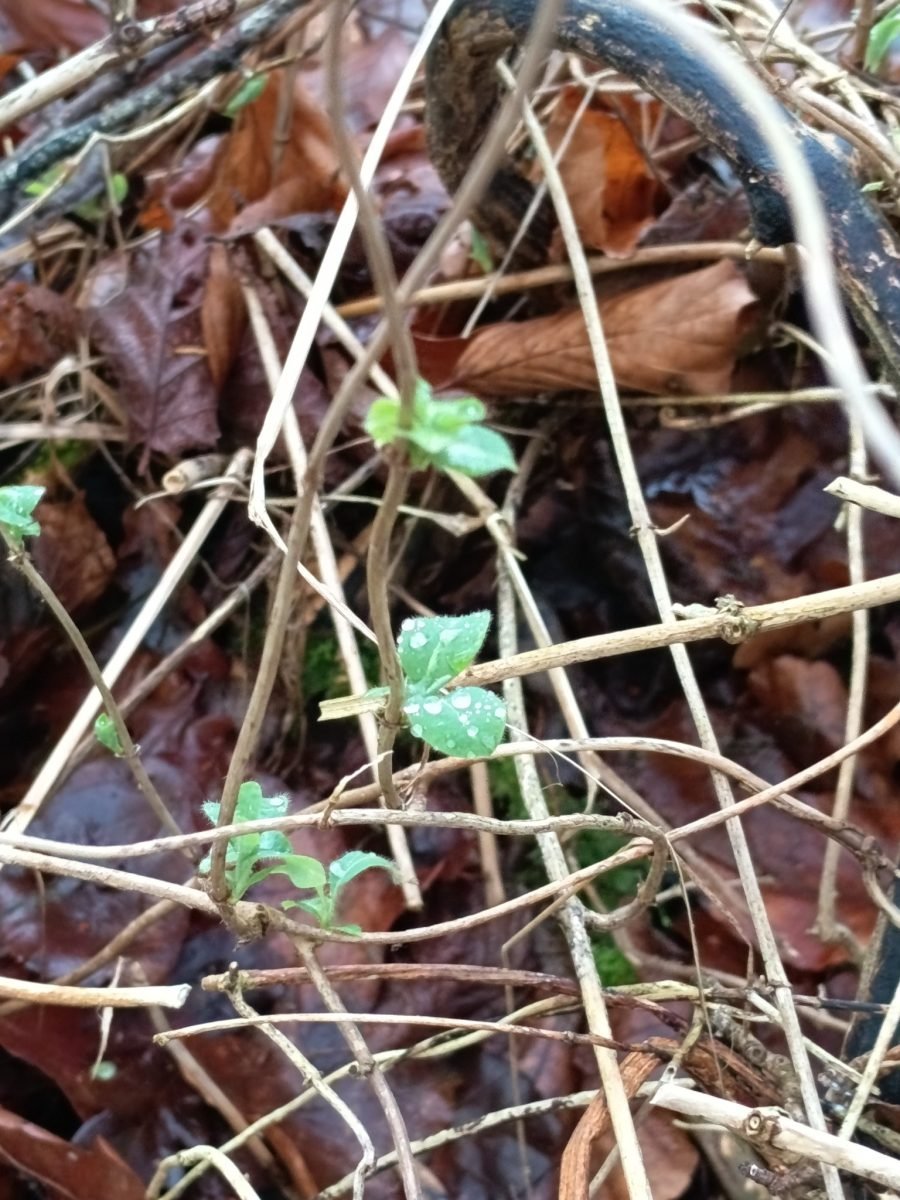 Lonicera periclymenum photograph 4