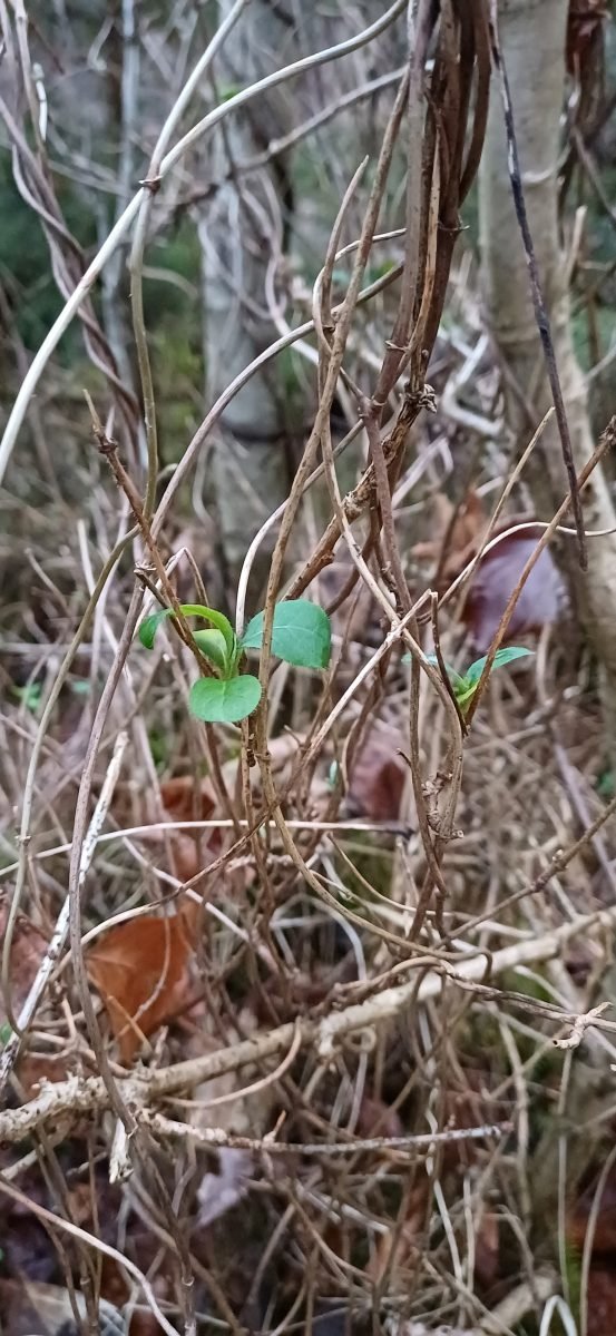 Lonicera periclymenum photograph 3
