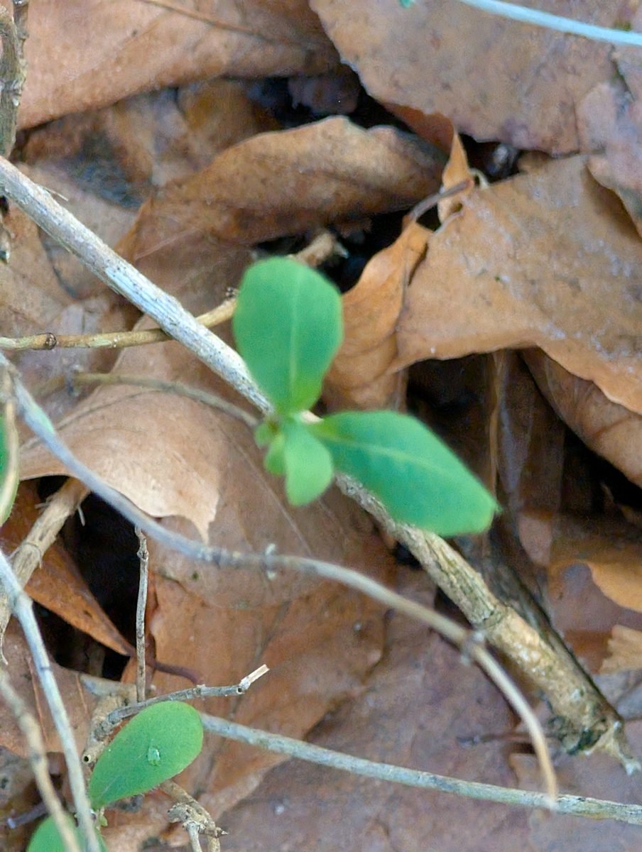 Lonicera periclymenum photograph 2