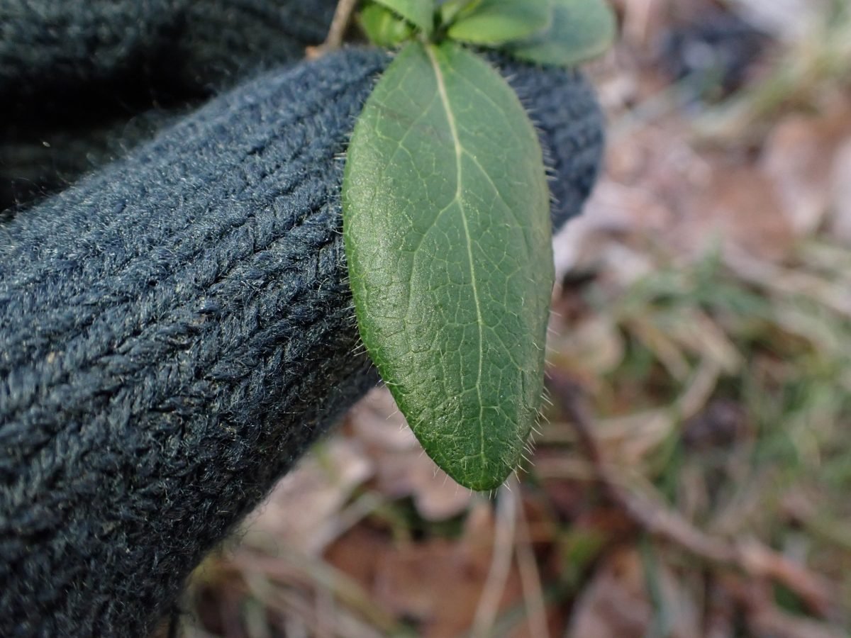 Lonicera periclymenum photograph 5