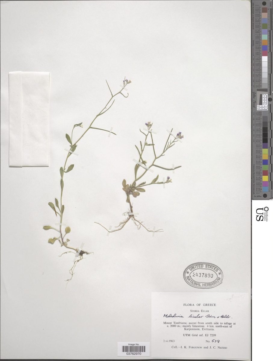 Malcolmia graeca subsp. bicolor photograph 5