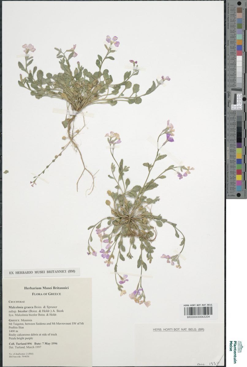 Malcolmia graeca subsp. bicolor