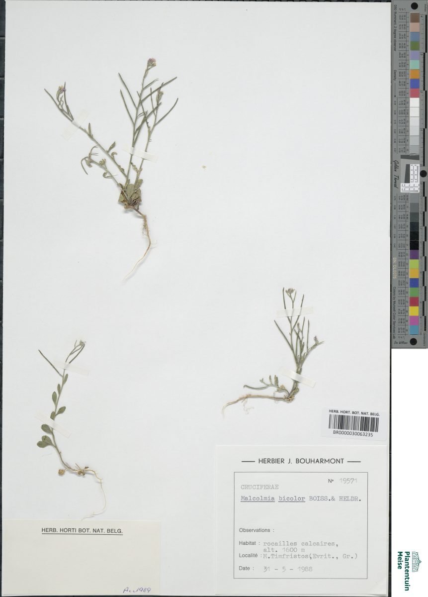 Malcolmia graeca subsp. bicolor photograph 2