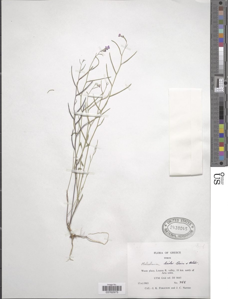 Malcolmia graeca subsp. bicolor photograph 4