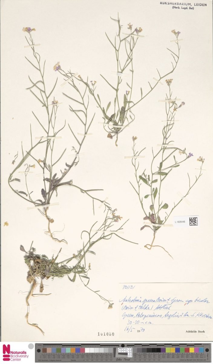 Malcolmia graeca subsp. bicolor photograph 3
