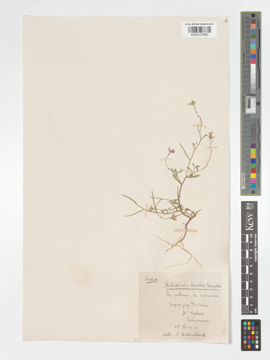 Malcolmia graeca subsp. bicolor photograph 6