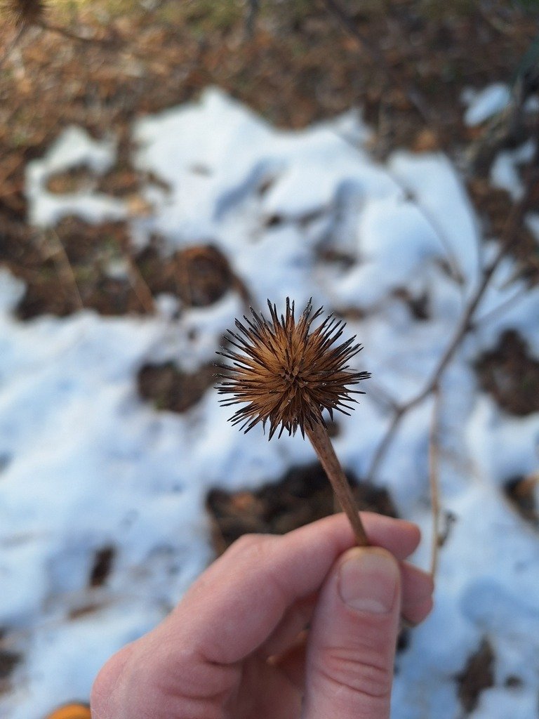 Echinacea purpurea photograph 2
