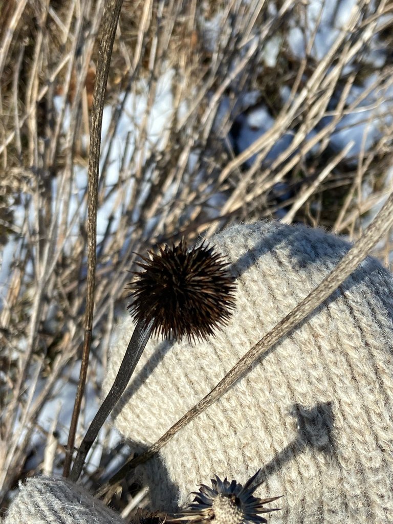 Echinacea purpurea photograph 3