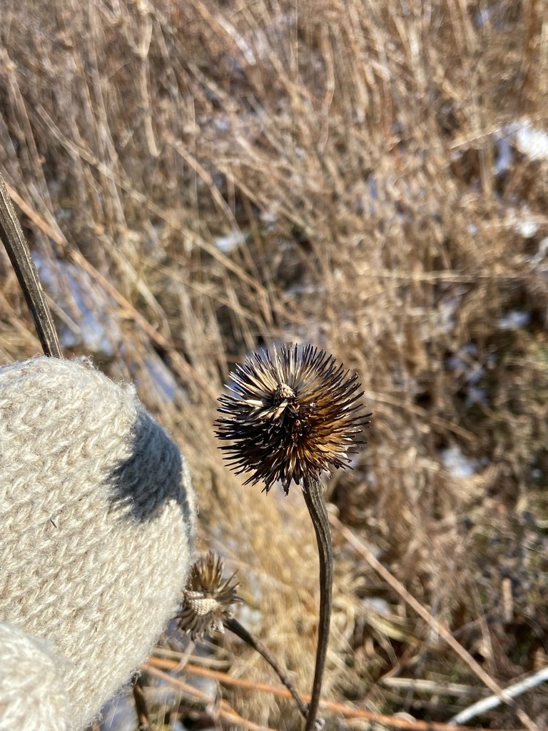 Echinacea purpurea photograph 4