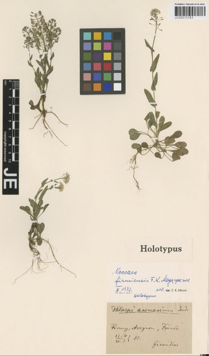 Noccaea firmiensis photograph 2