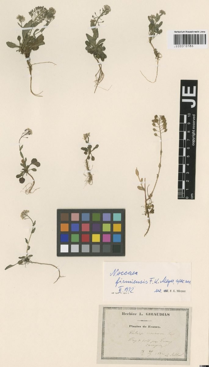 Noccaea firmiensis