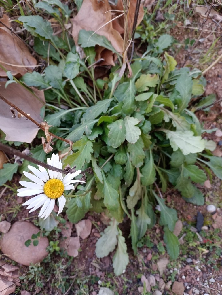 Leucanthemum vulgare