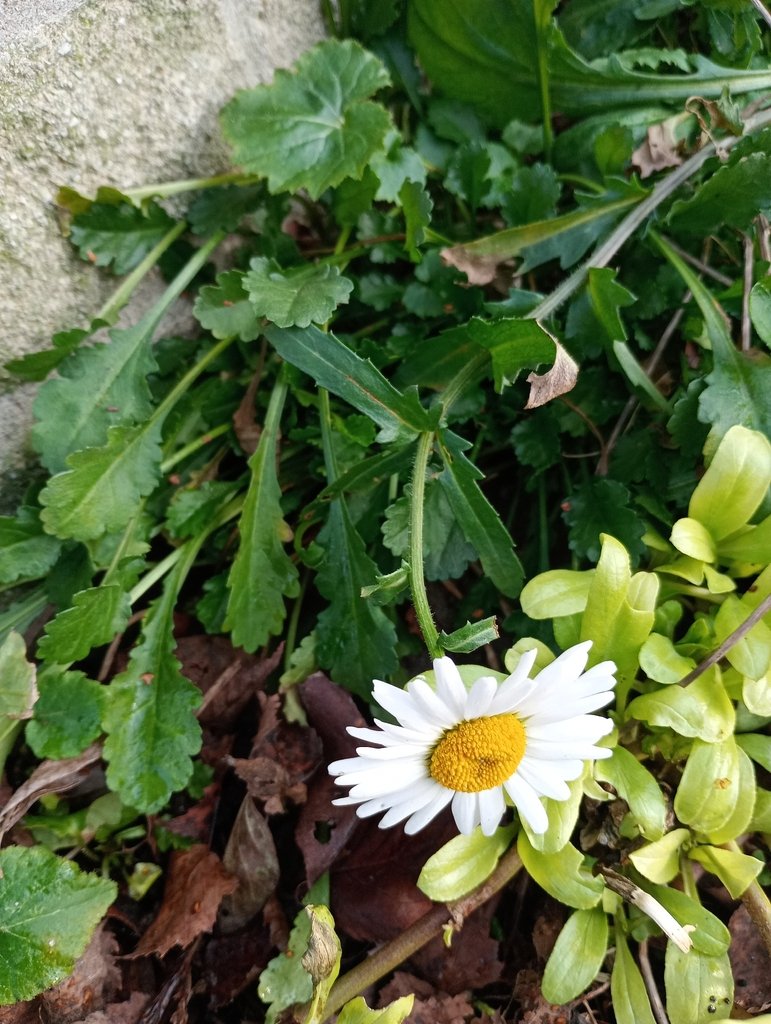 Leucanthemum vulgare photograph 3