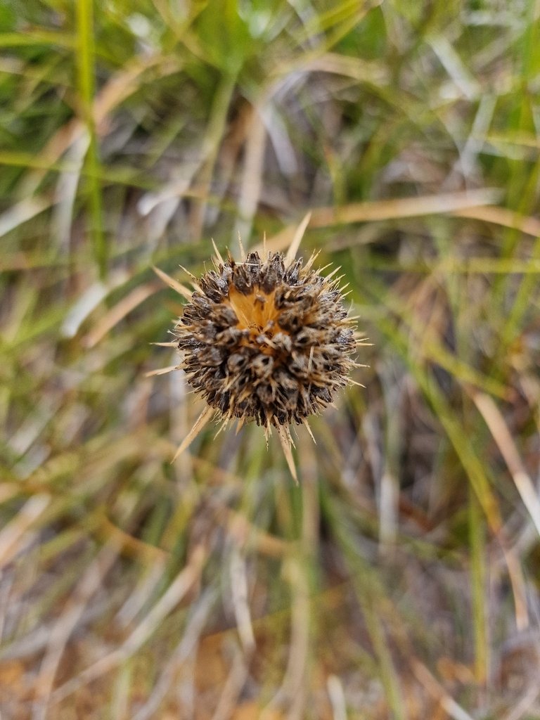 Dasypogon bromeliifolius photograph 3
