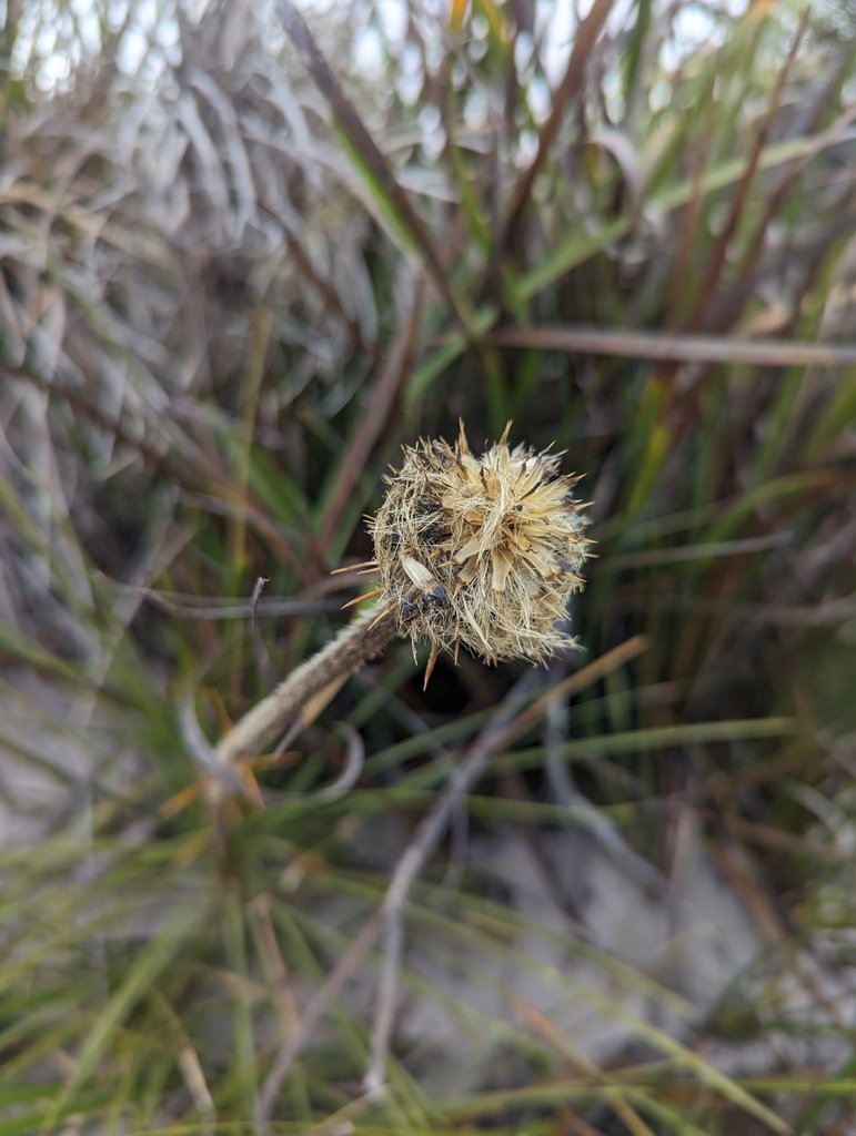 Dasypogon bromeliifolius photograph 5